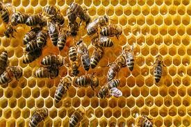 هشدار دامپزشکی کردستان درباره مرگ خاموش زنبورهای عسل