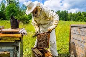 اشتغال بیش از ۶ هزار نفر در بخش طیور و زنبور عسل همدان