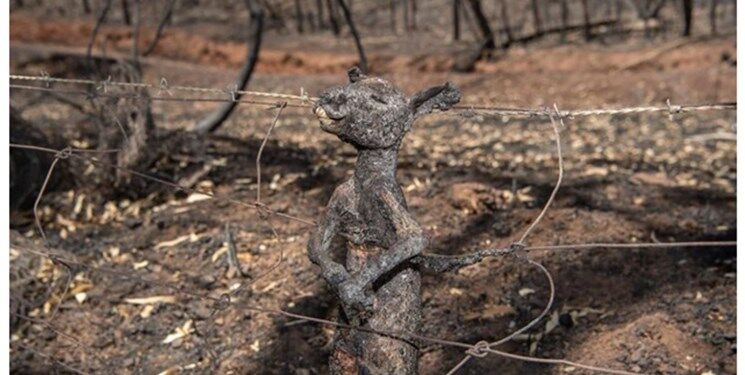 مرگ بیش از یک میلیارد حیوان در آتش‌سوزی بی‌سابقه استرالیا
