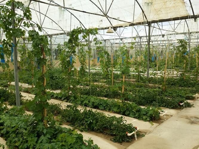 نخستین نهالستان انگور گلخانه ای در خراسان شمالی افتتاح شد
