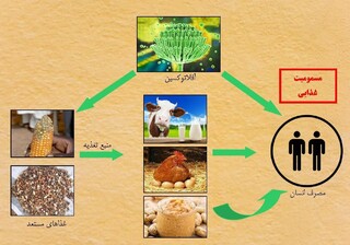 صنایع غذایی خراسان رضوی نظارت‌ در زمینه افلاتوکسین را سختگیرانه می‌دانند