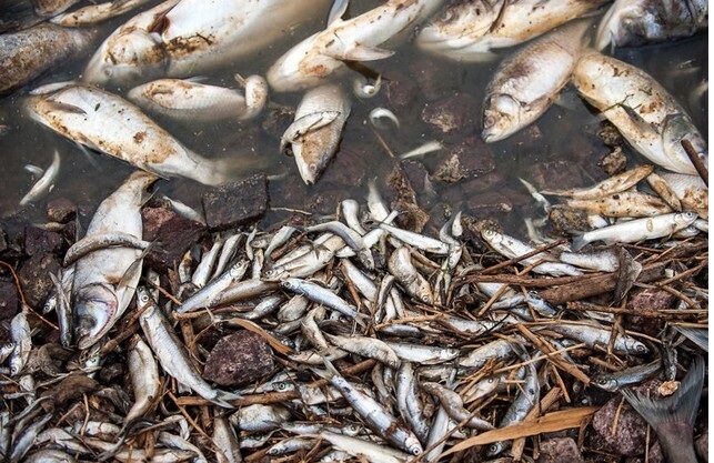 صید ماهی در دریاچه سد زاینده‌رود ممنوع شد