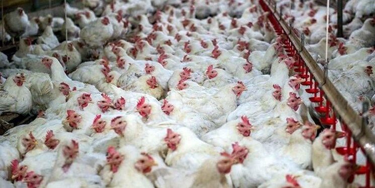 افزایش ۱۵ درصدی تولید مرغ برای شب عید در گیلان
