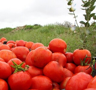 تعیین سهمیه کشت گوجه‌فرنگی در خراسان رضوی