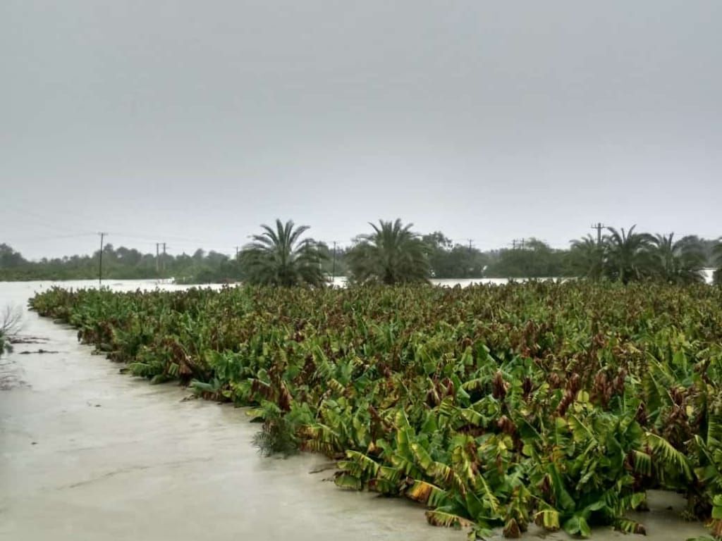 احیای مجدد۳۰۰هکتار از باغات موز زرآباد - قدس آنلاین | پایگاه خبری - تحلیلی