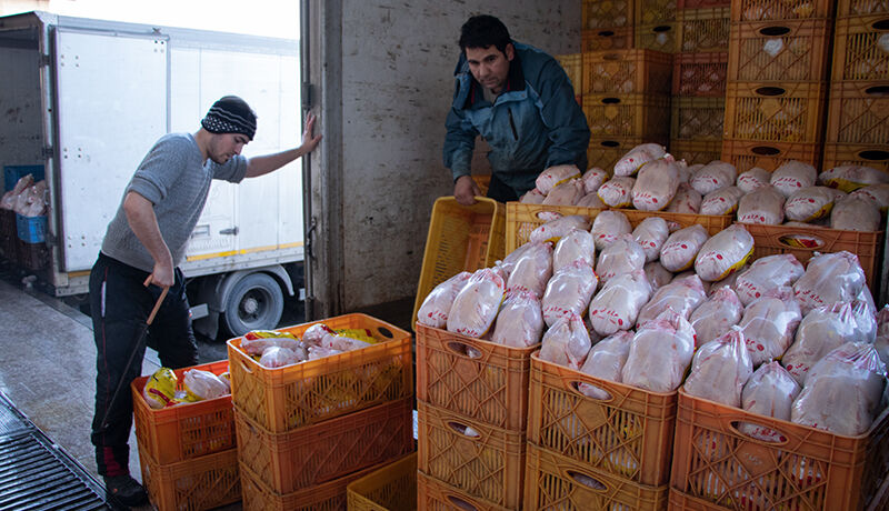 تولید ۱۴ هزار تن گوشت سفید در خراسان شمالی