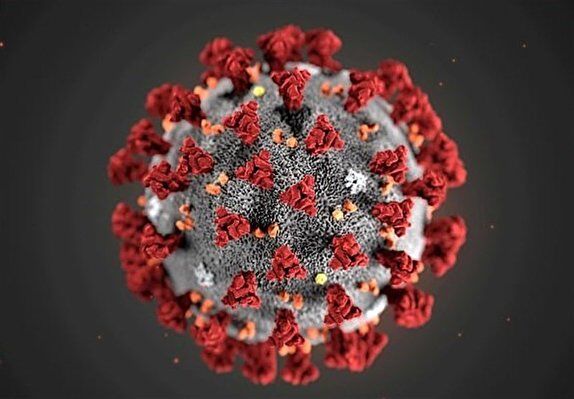 توصیه‌های فائو برای جلوگیری از گسترش ویروس کرونا