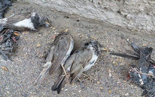 علت مرگ پرندگان در زنجان مشخص شد