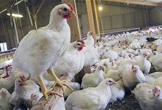 نظارت بهداشتی بر تولید بیش از ۱۳۶ هزارتن گوشت مرغ درکشتارگاه‌های خراسان رضوی