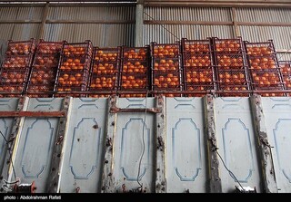 آغاز عرضه فروش سیب و پرتقال با نرخ دولتی/ ۷۰۰۰ تن میوه شب عید روانه بازار شد