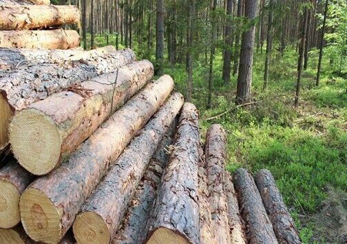 عاملان قطع درختان "اُرس" در بجنورد دستگیر شدند