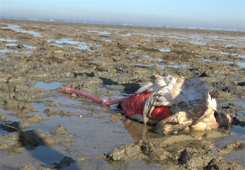 «بوتولیسم»؛ علت مرگ و میر پرندگان مهاجر در سواحل گلستان
