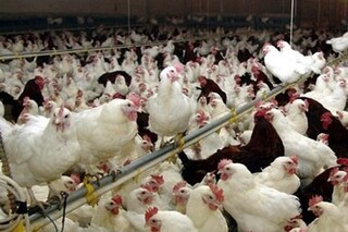 کرونا به صنعت مرغ جوین پنج میلیارد ریال خسارت وارد کرد