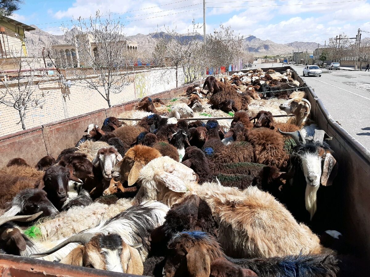 فروش گوسفند در مراکز عرضه دام البرز ممنوع شد