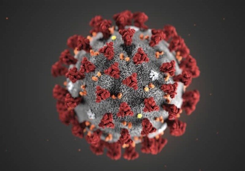 دانشمندان میزان تولید مثل پاتوژن های کرونا ویروس را یافتند