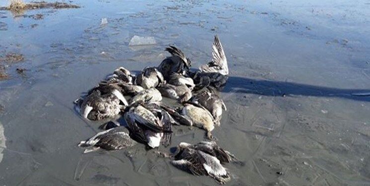 پرونده مدعیان کشتار پرندگان میانکاله روی میز قضا