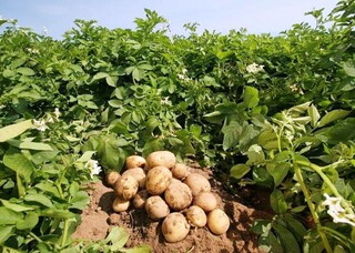 ۴۰۰۰ هکتار از اراضی آبی شهرستان همدان زیر کشت سیب زمینی است