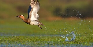 شکار پرندگان در مازندران ممنوع