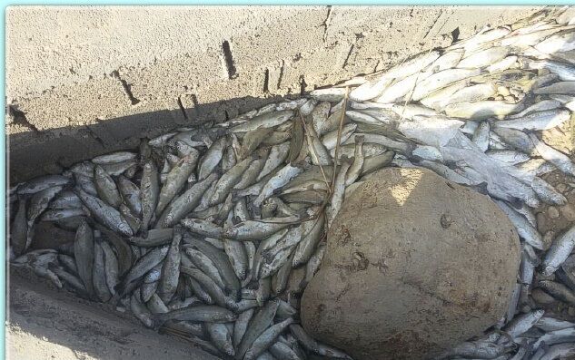۴۱ هزار قطعه بچه ماهی در سیلاب سبزوار تلف شدند