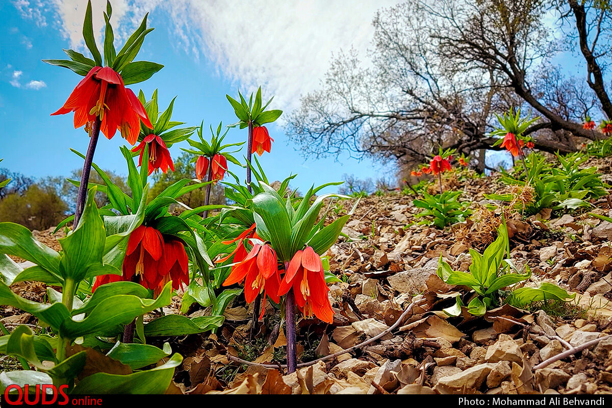 طبیعت زیبای دشت لاله های واژگون در خوزستان