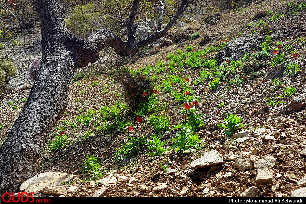 طبیعت زیبای دشت لاله های واژگون در خوزستان