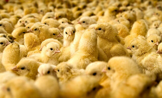 لزوم کنترل قیمت جوجه یک‌روزه برای کاهش قیمت مرغ