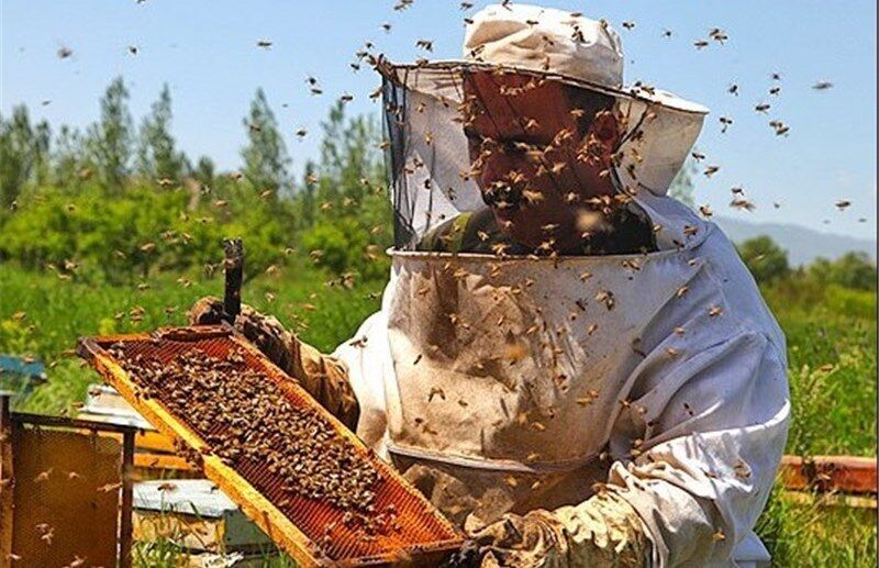 خشک‌سالی کام تولیدکنندگان عسل را تلخ کرد