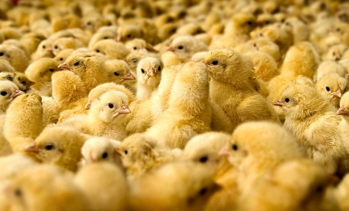 افزایش تولید جوجه یک روزه از آبان/ فراوانی مرغ در راه است


