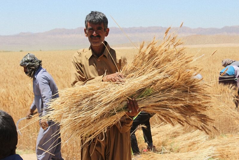 رنگ از رخسار کشاورزان سیستانی پرید/روستائیان در انتظار کمک های دولتی 