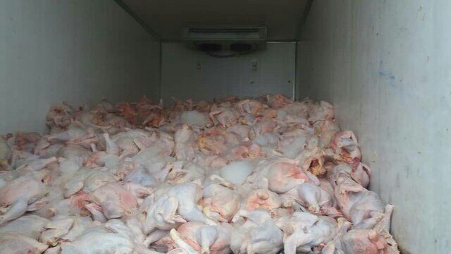کشف بیش از ۸ تن گوشت مرغ فاقدمجوز در رودسر