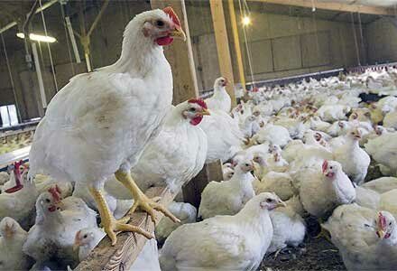 کرونا به صنعت مرغ جوین ۱۰ میلیارد ریال خسارت وارد کرد