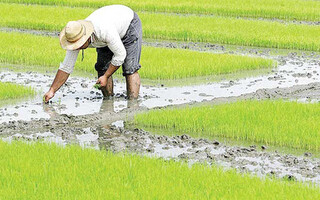 کشت برنج در شهرستان خداآفرین ممنوع شد