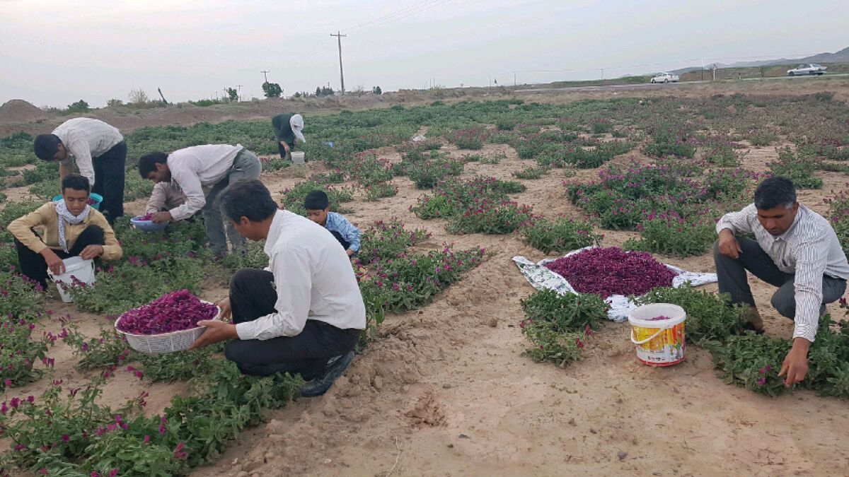آغاز برداشت گل گاوزبان برای اولین بار در بجستان 