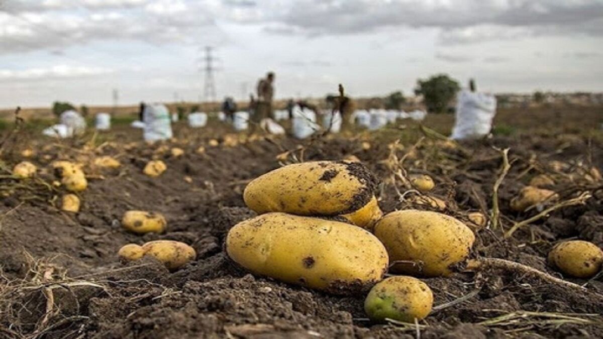 سیب‌زمینی گلستان به کیلویی ۶۰۰ تومان رسید/محصول کشاورزان خریدار ندارد