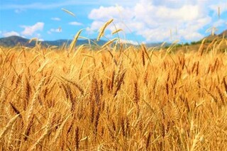 پیش‌بینی خرید تضمینی ۶۰۰ هزار تن گندم مازاد بر نیاز کشاورزان در خراسان رضوی
