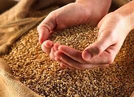 اهدای ۱۵۰۰ کیلوگرم گندم نذری بین خانواده‌های نیازمند رخ
