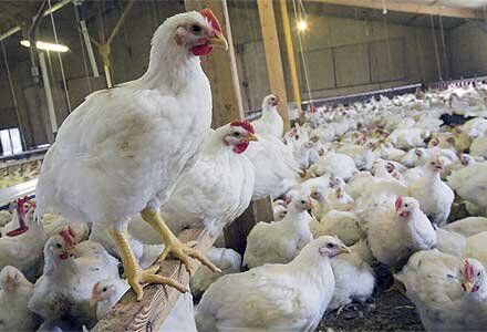 تولید ۱۷۴ هزارتن گوشت مرغ در خراسان رضوی
