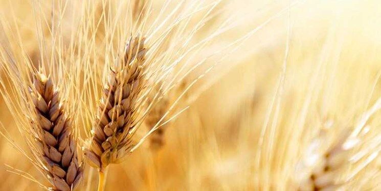 کشت گندم دیم در خراسان رضوی ۷۰ درصد کاهش یافت