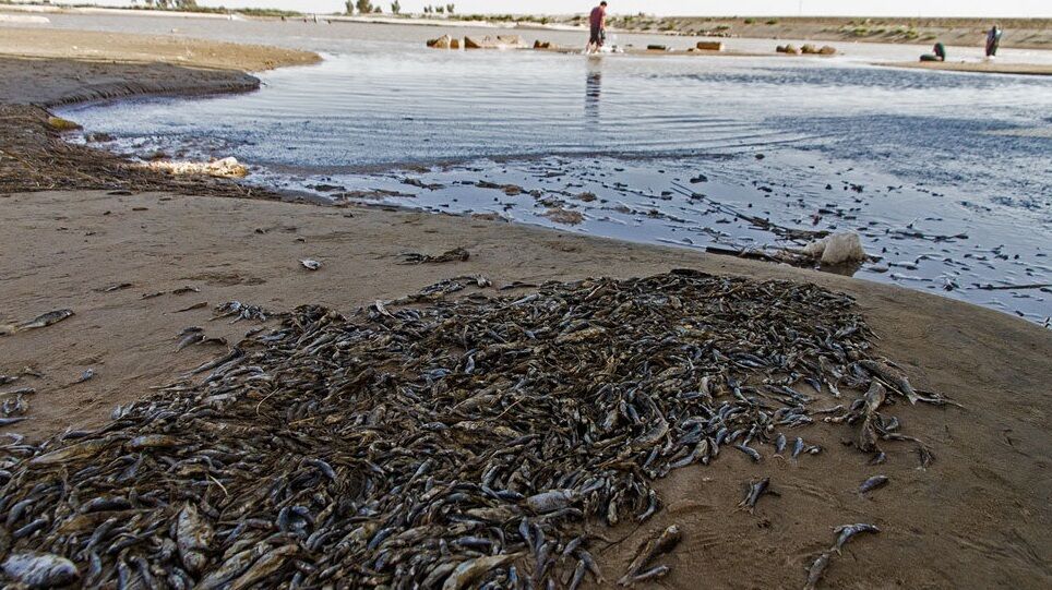 تلف شدن ۱۰ هزار ماهی در رودخانه رامسر
