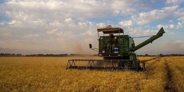پیش‌بینی تولید ۱۴ میلیون تن گندم در کشور
