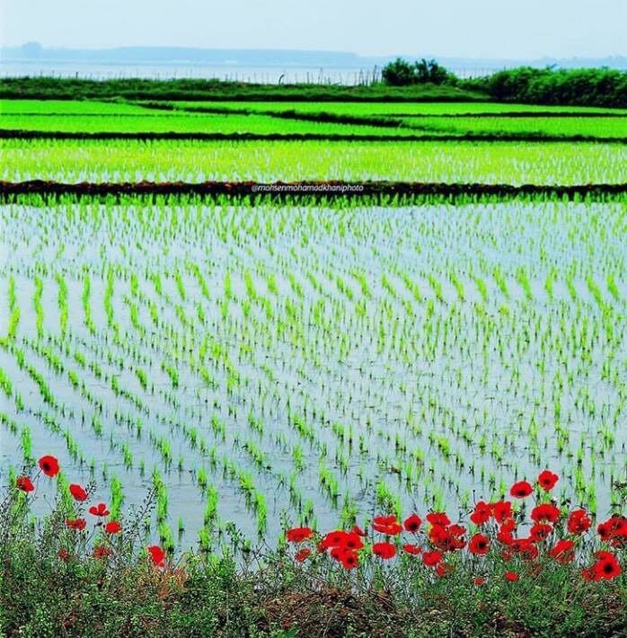 کشت برنج در ۸۵ درصد از اراضی گیلان به پایان رسید