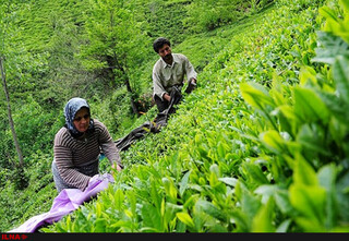  شرایط خرید برگ سبز چای در سال جهش تولید مناسب است