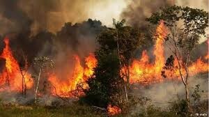 آتش اختلافات قومی و قبیله‌ای بر جان جنگل‌های «خائیز»