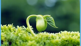 اعجاز قرآن کریم در علم نباتات/ خدای متعال مراحل رشد گیاه را  چگونه در سه کلمه تبیین کرده است؟