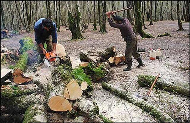 کیفیت خوب چوب درختان توسکا مورد طمع قاچاقچیان
