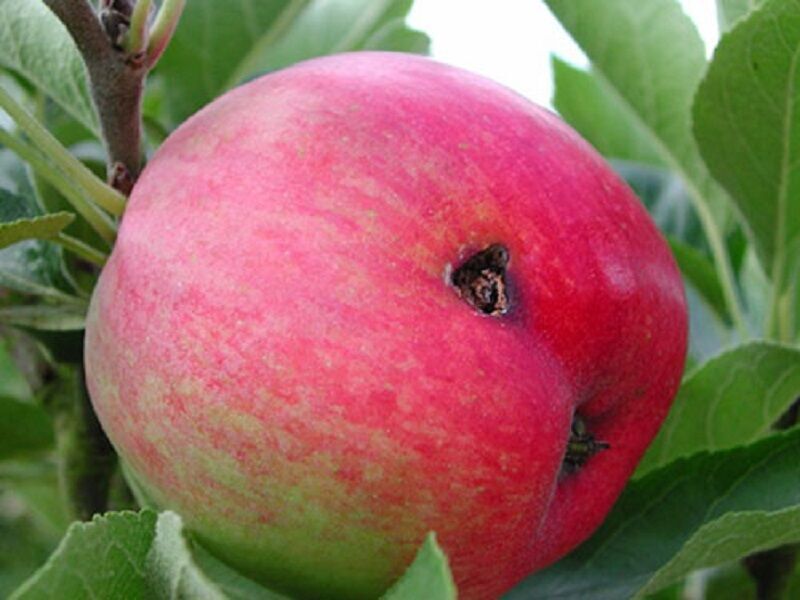 ۱۵ درصد سیب خراسان رضوی دچار خسارت شده است