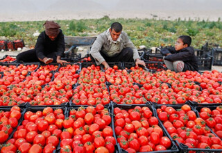 وضعیت قرمز بازار گوجه‌فرنگی در کرمان سفید شد/دولت به کمک کشاورزان آمد