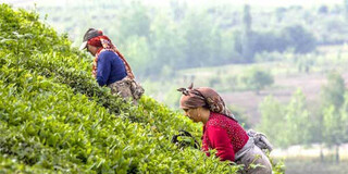 برداشت دوم برگ سبز چای کشور از اواخر خردادماه در شمال کشور آغاز می شود