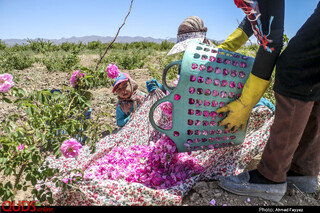 برداشت ۱۵۰ تن گل محمدی از گلستان‌های بخش جلگه رخ
