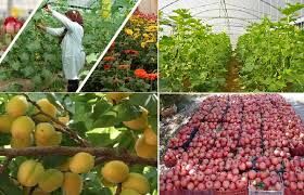 کاهش۱۰هزار میلیارد ریالی تولیدات کشاورزی خراسان شمالی